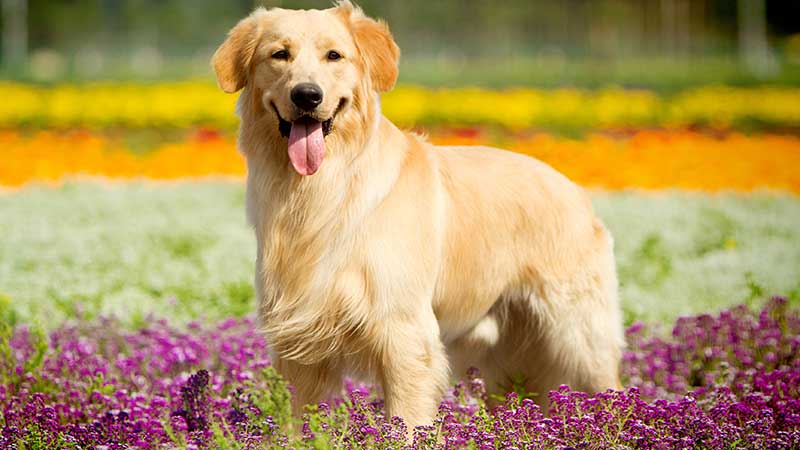 Dog Friendly Dog Friendly